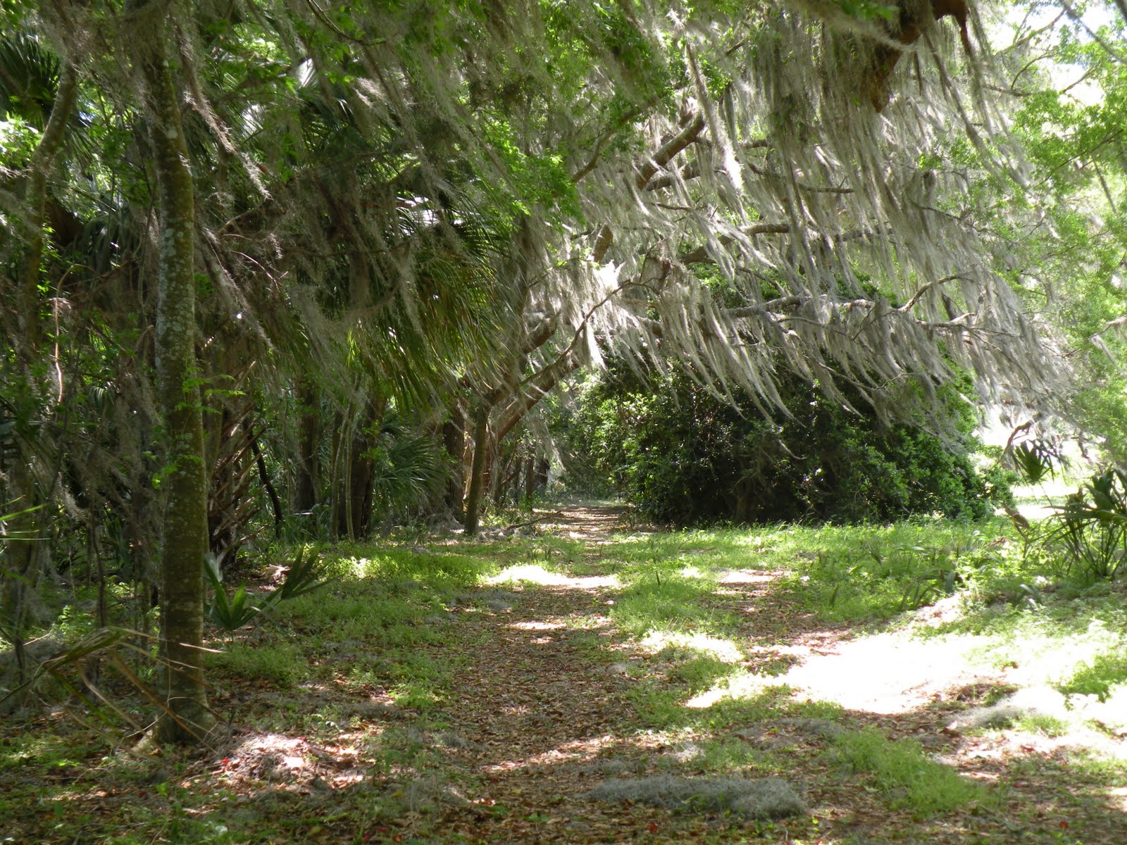 Intimate Florida Landscape Paintings by Nancy Moskovitz Fair Oaks Farm