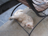 posisi tidur kucing