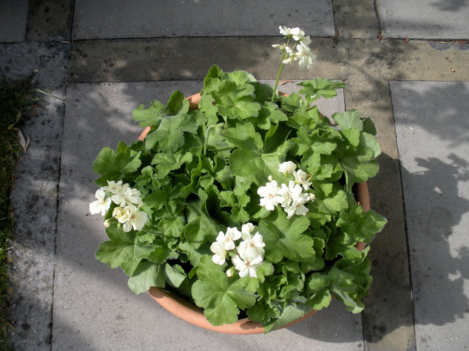 Victoria's backyard: Lemon geraniums