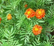 Plante: CRAITA - Tagetes patula