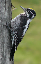 Three-toed Woodpecker (Norway)