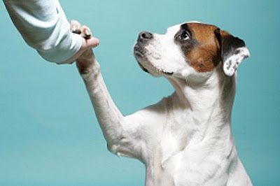 dog shake hand handshake