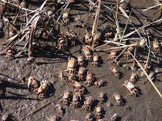 Really cool crab migration