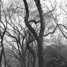 Central park