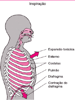 fisioterapia: • DIAFRAGMA