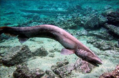 Biologia acuática.: Tiburón Anguila.