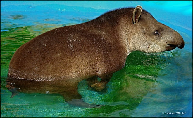 danta o tapir