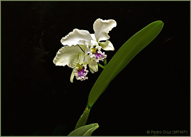 orquidea en lila y blanco