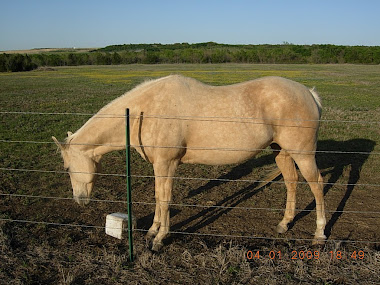 This is a pic of my horse Barbie.