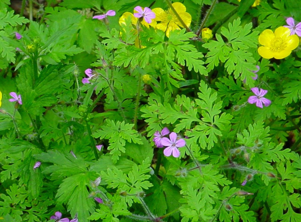 Bumbershoot Designs and Supplies Discovery Park Wildflower Bracelet