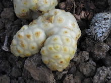 the infamous Noni Fruit