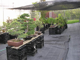Gardener Blog: Bonsai and the Japanese Garden