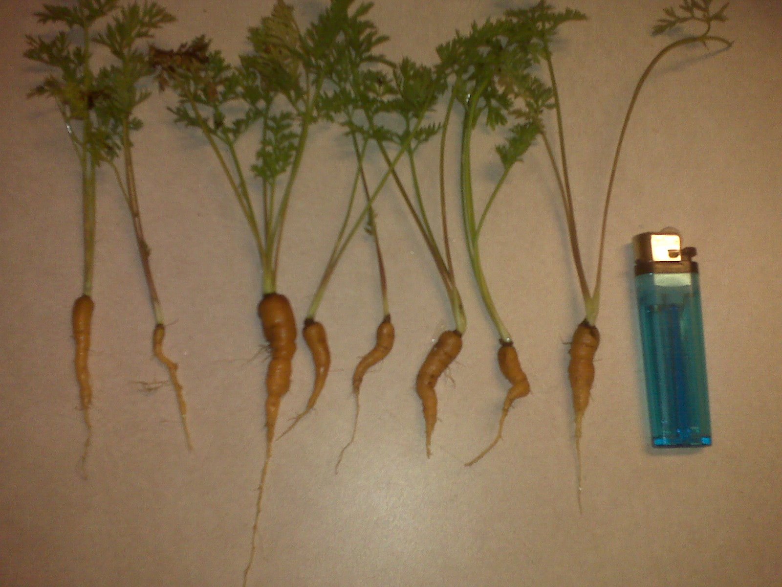 [carrot+harvest.bmp]