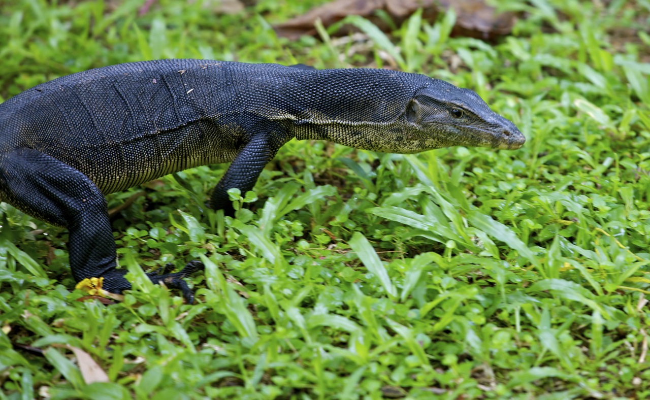Mum in the making Wild Wednesdays Kent Ridge Park