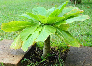 Sugarcane & Sunshine: The Alula - An Endangered Native Hawaiian Plant