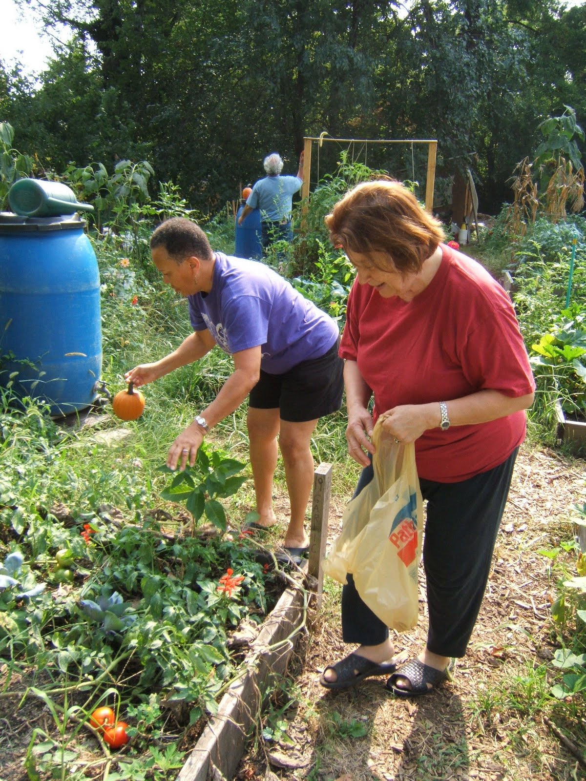 [cg-city-harvest-hansberry-01.jpg]