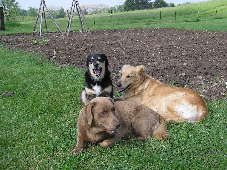 Garden Dogs
