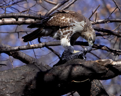 Hawk eats pigeon