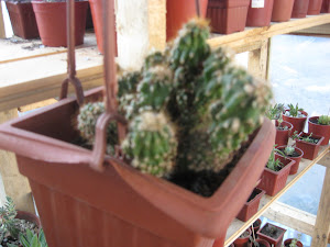 este cactitus es de viña me lo mando mi amigis naty