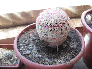 alguen me puede decir si eso que tiene al ladito es un hijito