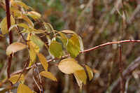 A few lonely leaves cling to the bush.