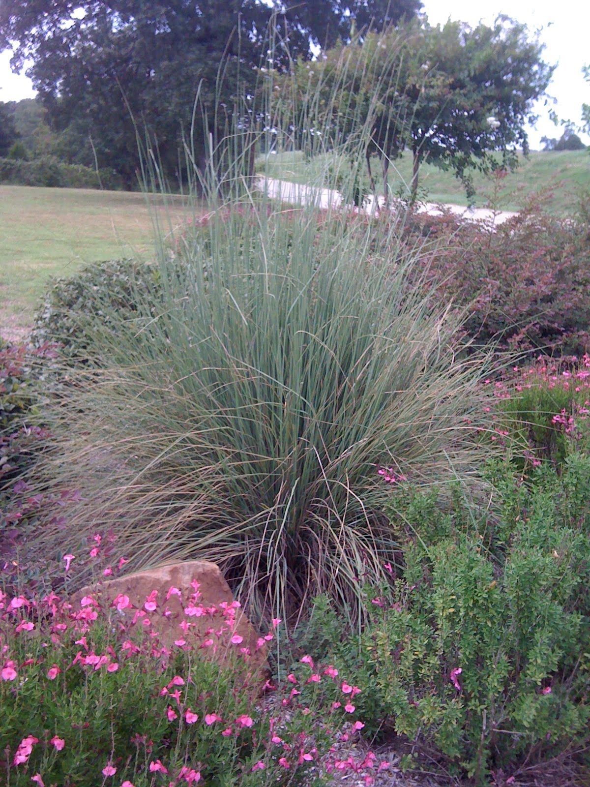Signature Gardens Grasses not just for lawns anymore!