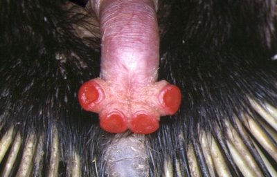 Spiny Anteater Penis 22