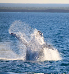 Kimberley Whale Watching Tours 2011