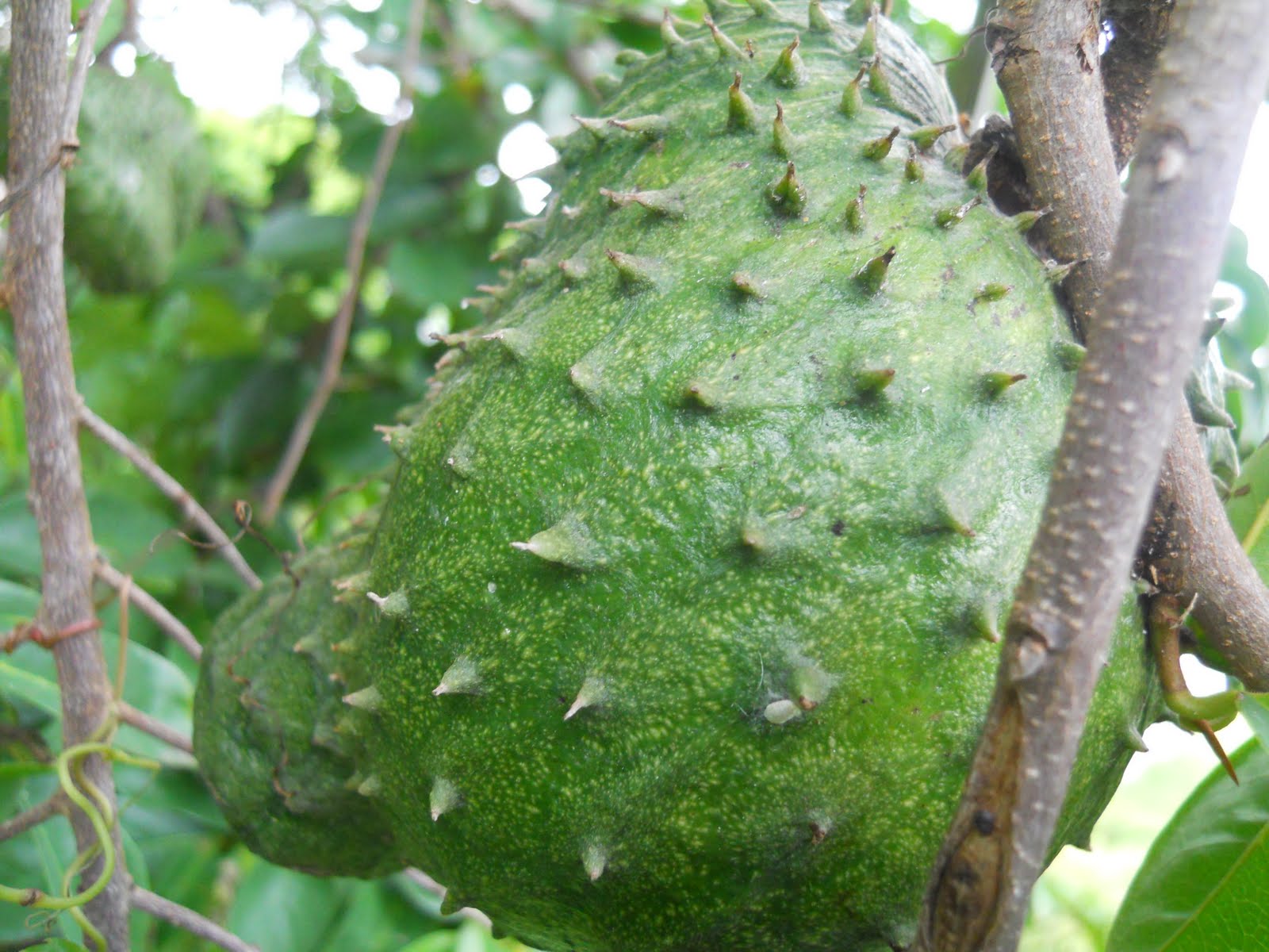 Dust In Nevis: Cherry Pickin' ... and then some