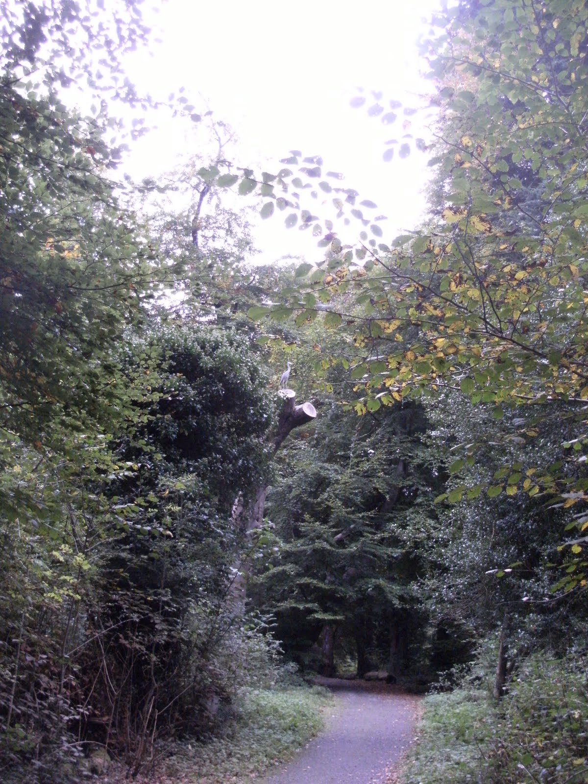 ADSEA Strangford Lough Sea Trout Project Fish kill, Crawfordsburn River