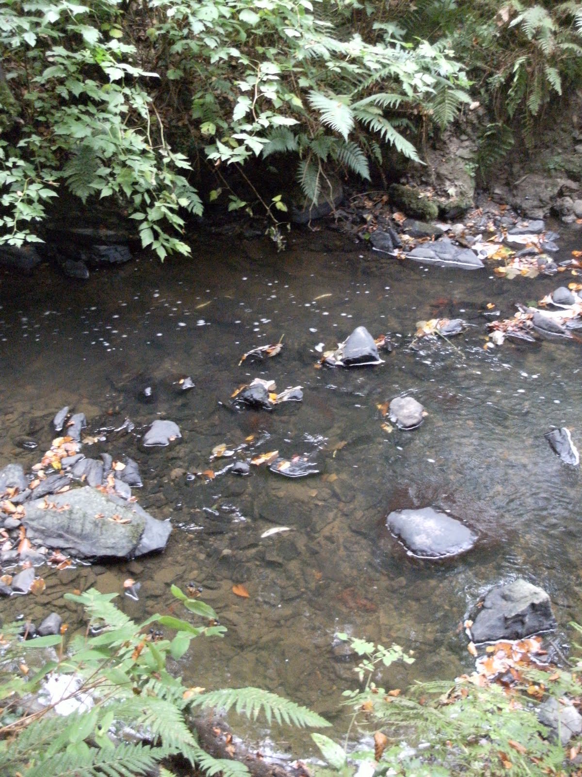 ADSEA Strangford Lough Sea Trout Project Fish kill, Crawfordsburn River
