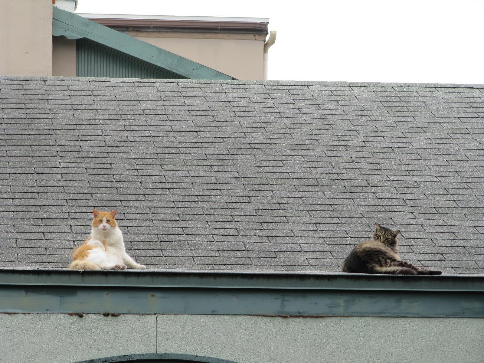 The Adventures of Gypsies in the Palace Happy Thanksgiving Everyone!!