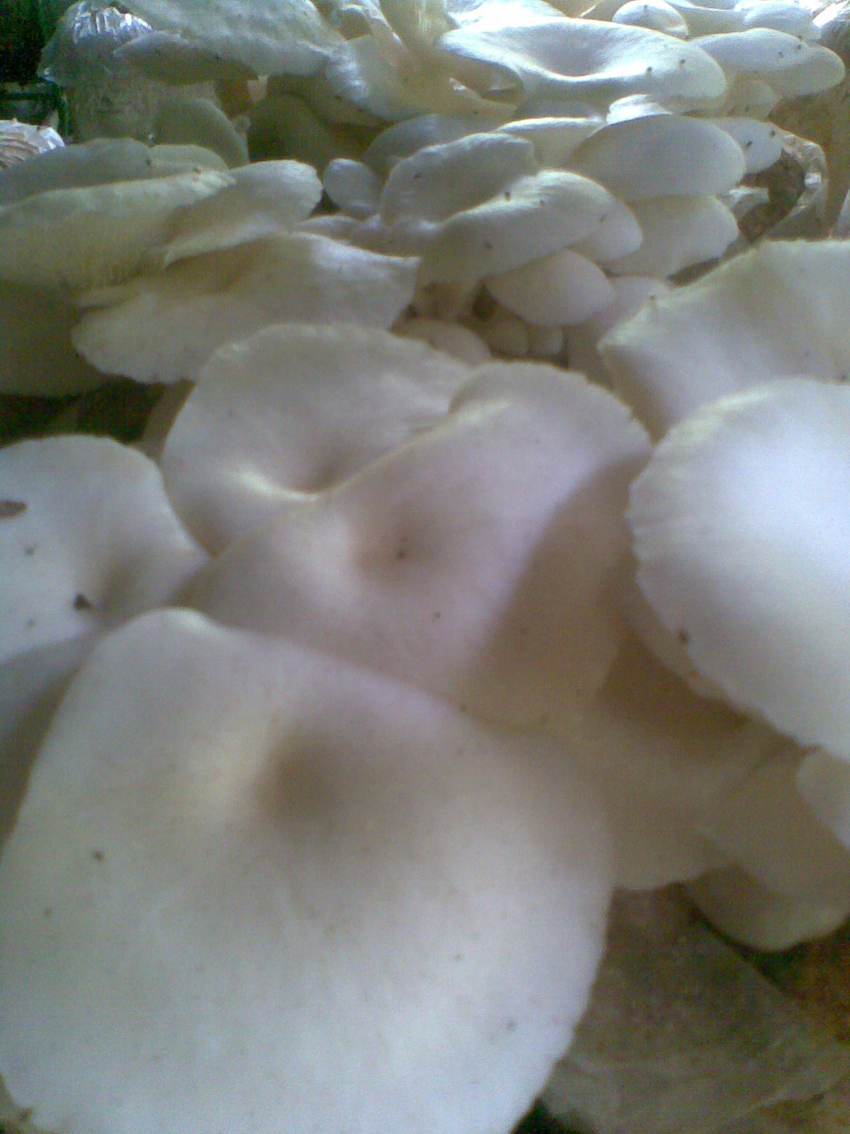 BIBIT JAMUR TIRAM KONSULTASI DAN BERBAGI PENGALAMAN JUAL BAGLOG JAMUR