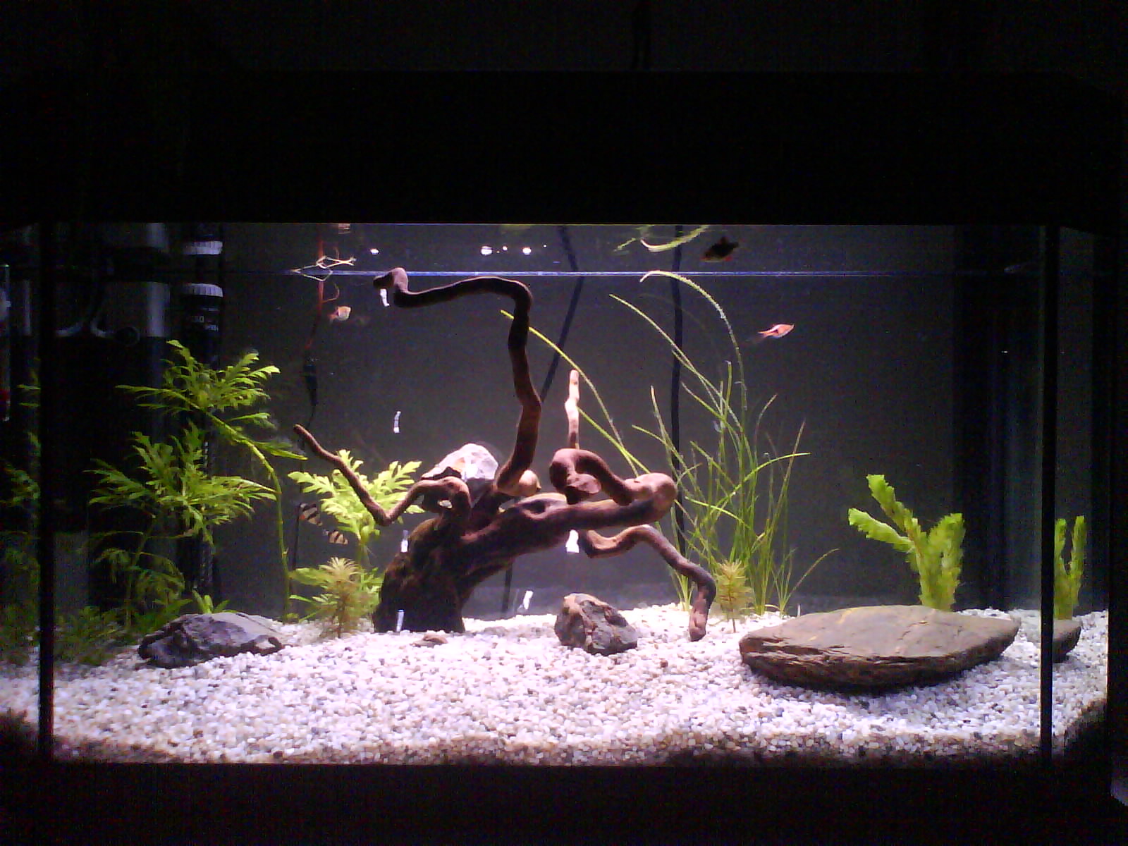 Darko's Aquarium The Begining of Disaster