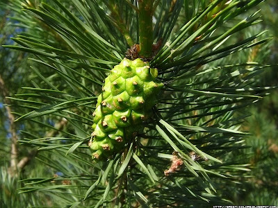 green pine cone pinecone latvia 2007 june