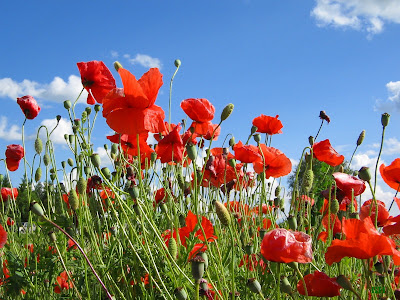 Red: Poppies