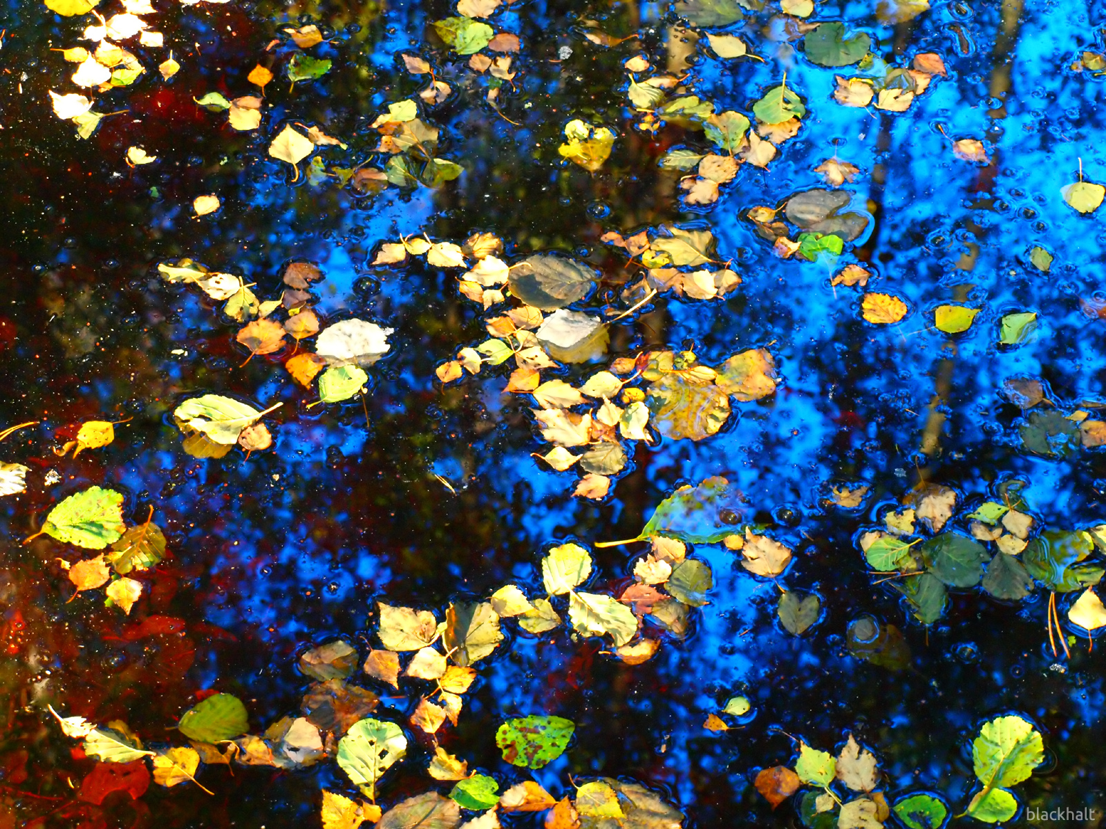 Rudens, mežs, krāsas - PhotoBlogSite