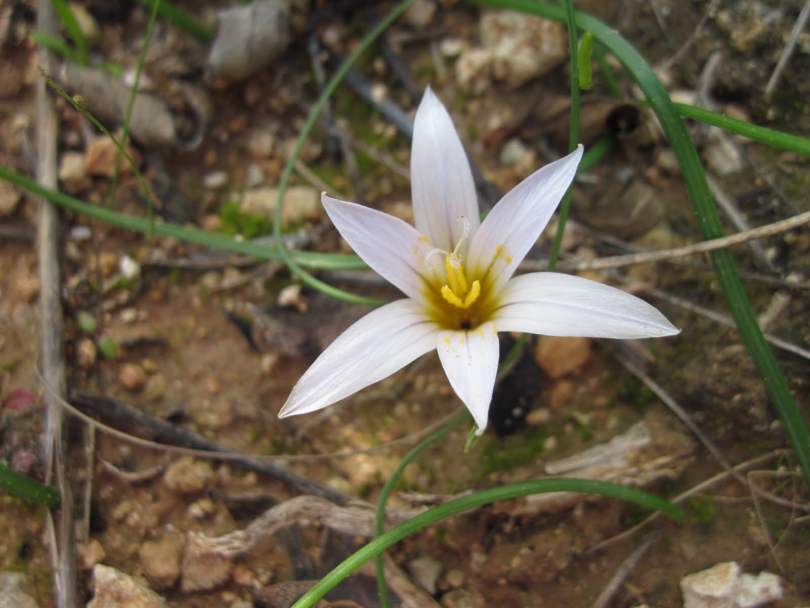 [2402+Luz+to+Burgau+coastal+walk+024.JPG]