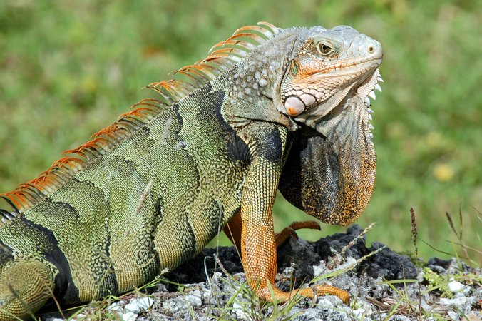 VERTEBRADOS: REPTILES