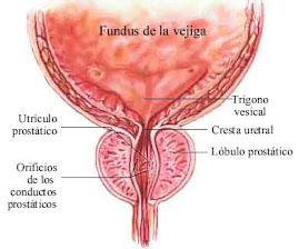 Prostata 1.Hipertrofia(agrandamiento) Prostatica Benigna(HPB)