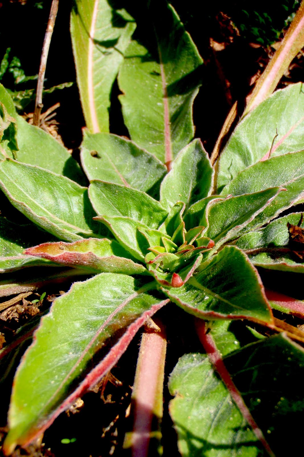 Wild About Evening Primrose Root (Evening Primrose Root Gratin and