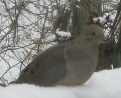 A Winter Mourning Dove
