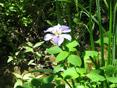 Louisiana Iris Blooms This Year 2009