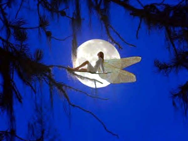 [NOVA+FADA+SELVAGEM.jpg]