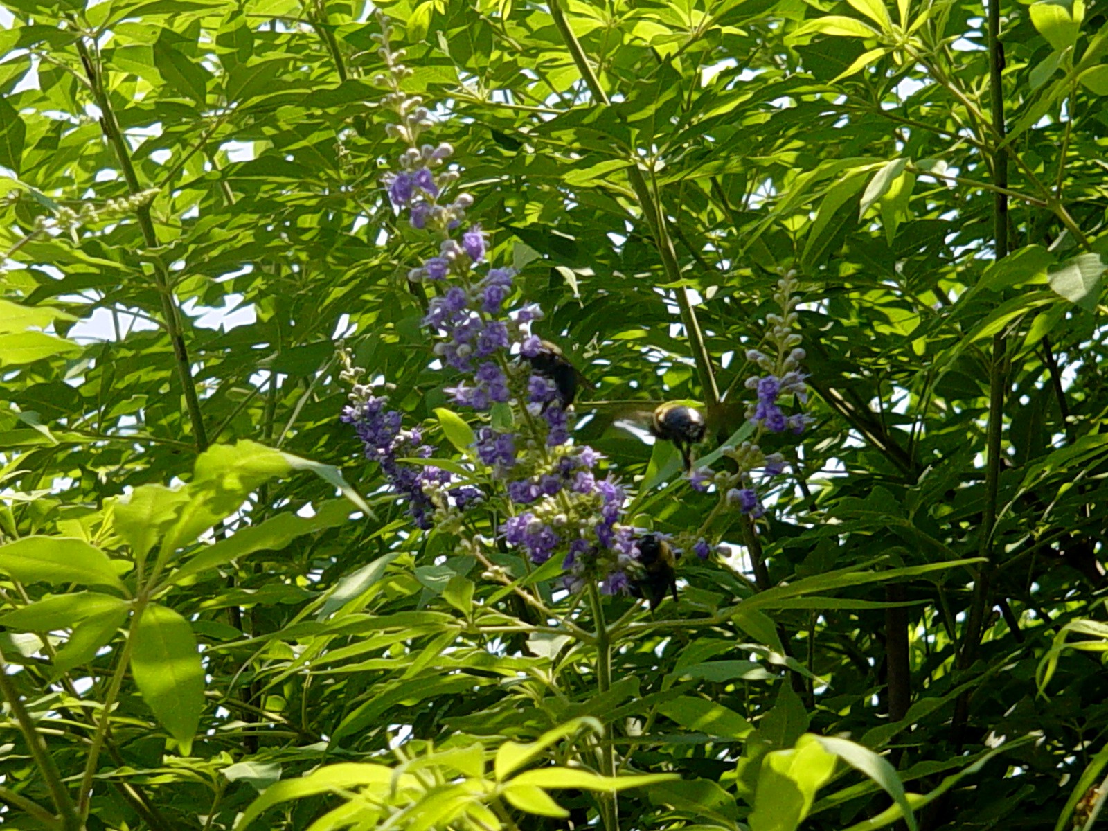 Americus Garden Inn Bed and Breakfast Berries, Bees, and Buds