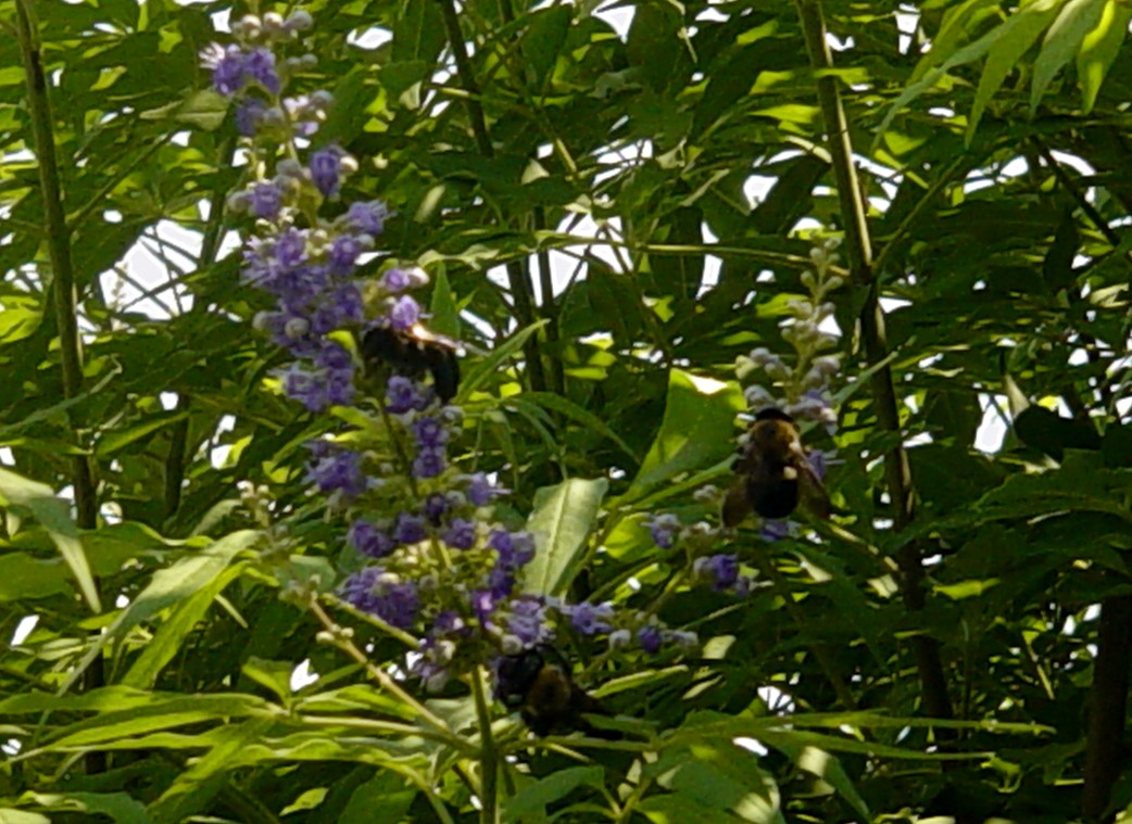 Americus Garden Inn Bed and Breakfast Berries, Bees, and Buds
