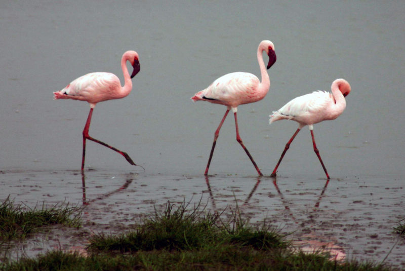 Fotos de Flamencos - The Flamingos