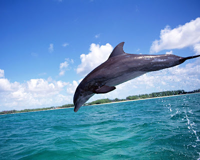 Fotos de Delfines - Libres y Felices