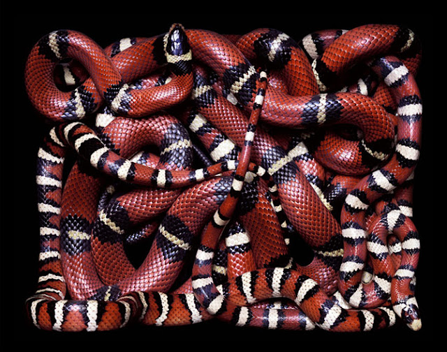Fotos de Serpientes
