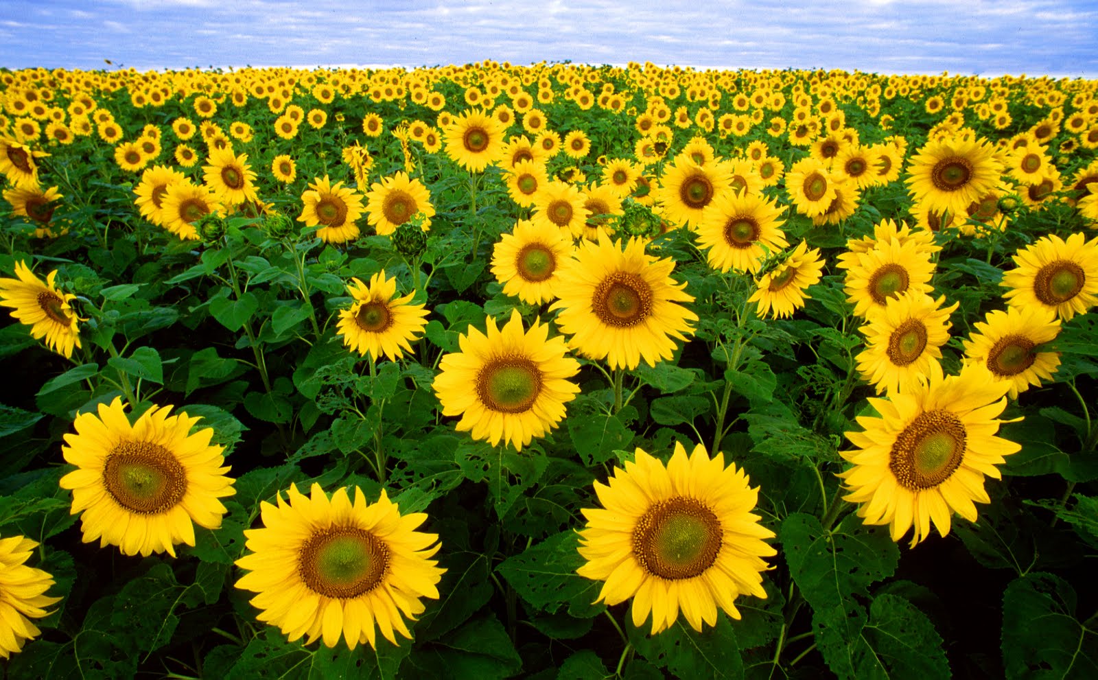 Sunflowers_Tranganhdep.com+(13).jpg